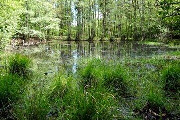 Beautiful green scenery of forest lakes on a sunny spring day - Natura 2000 area - Bytow lobelia...