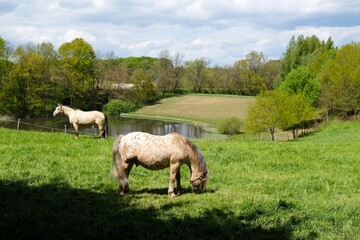 Bright cream horses graze on a green meadow