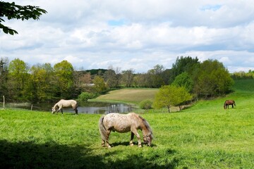 Naklejka na ściany i meble Bright cream horses graze on a green meadow