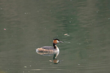 Great crested grebe