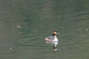 Great crested grebe