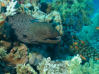 Naklejka na ściany i meble White eyed moray eel at the bottom of the Red sea in Egypt