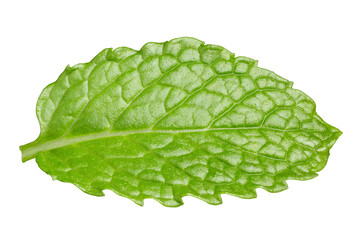 Single fresh mint leaf