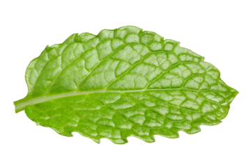 Single fresh mint leaf
