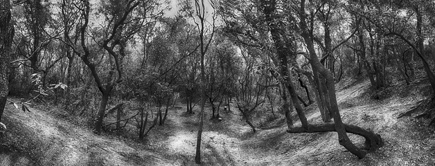 Monochrome panoramic view of Mediterranean scrub vegetation in a sand dune canyon