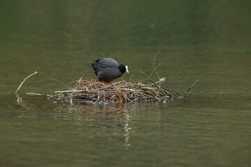 Coot