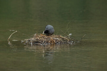 Coot