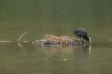 Coot