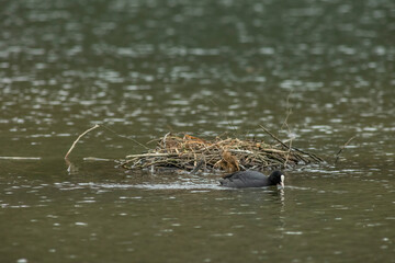 Coot