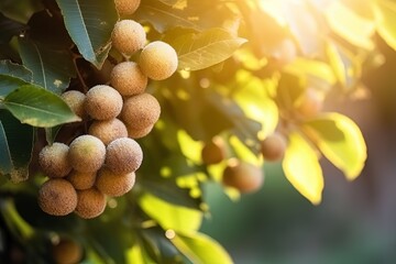 longan in orchard plantation, idea for agricultural and fruitfulness theme concept background wallpaper,  Generative Ai