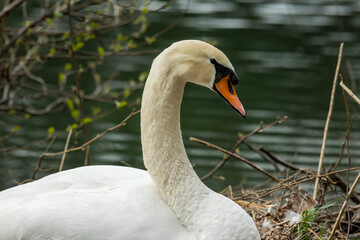 Fototapeta premium Swan