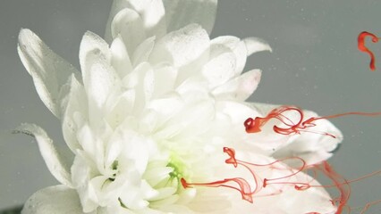 Vertical video. Flower paint. Ink water. Nature art. Orange color dye drops falling down on white daisy petals on gray abstract background. - Powered by Adobe
