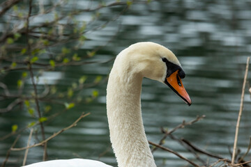 Swan