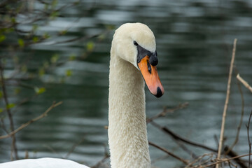 Swan