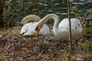 Swan