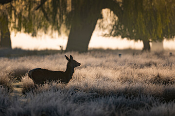 silhouette of female deer at sunrise