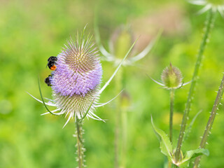 Blühende Wilde Karde, Dipsacus fullonum