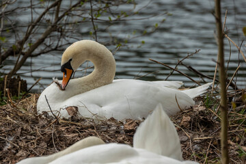 Fototapeta premium Swan