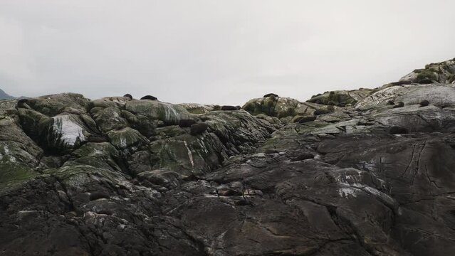 sea lion seals on rocky northwestern coast fogy haze in the background