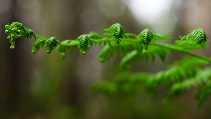 Macro de feuilles de fougère d'un vert éclatant