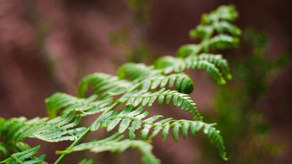 Macro de feuilles de fougère d'un vert éclatant