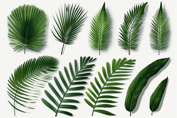 Texture concept leaves abstract green nature background tropical coconut leaves isolated on white background