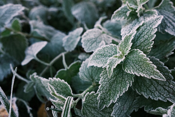 Partial focus Photo of nettle mint leaves covered with frost. Close up partial focus