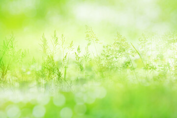 Fototapeta na wymiar Radiant green spring background with blades of grass in a flower meadow in mornig sun. Close-up of nature scene in the backlightwith short depth of field.