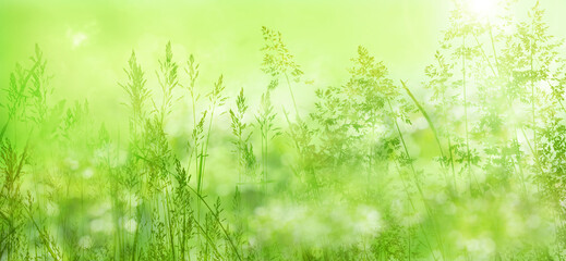 Radiant green spring background with blades of grass in a flower meadow in mornig sun. Close-up of nature scene in the backlightwith short depth of field.
