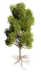 Fototapeta premium small tree with roots isolated on transparent background 