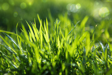 Bright green juicy grass on a blurry background. Soft focus.