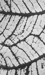 Artistic Leaf Pattern in Monochrome for Abstract Background