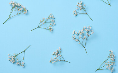 Gypsophilia branch with white flowers on a blue background, top view