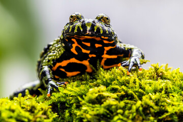 The fire-bellied toads are a group of six species of small frogs belonging to the genus Bombina.