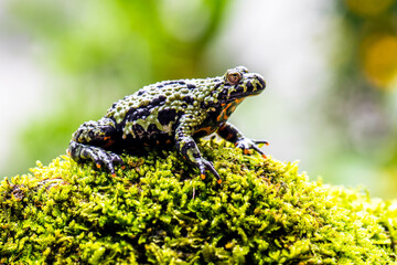 The fire-bellied toads are a group of six species of small frogs belonging to the genus Bombina.