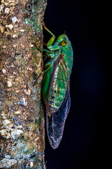 The cicadas are a superfamily, the Cicadoidea, of insects in the order Hemiptera (true bugs)
