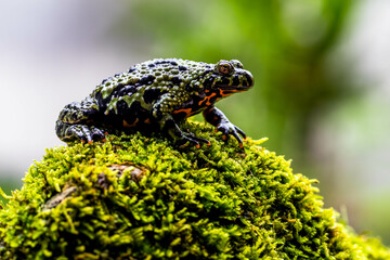 The fire-bellied toads are a group of six species of small frogs belonging to the genus Bombina.