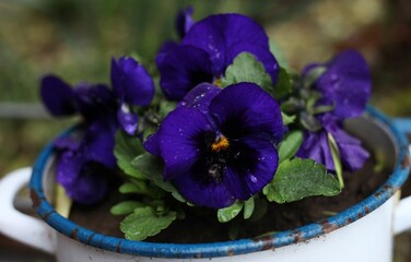 Purple violets in a pot