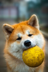 Naklejka na ściany i meble Akita dog holds dirty yellow ball