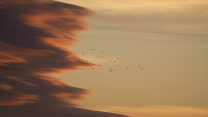 Volando el atardecer. Seguir su luz, sus colores y su magia, para ser eternamente libres. © Lorena