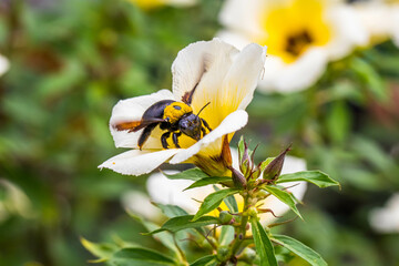 Carpenter bees are species in the genus Xylocopa of the subfamily Xylocopinae