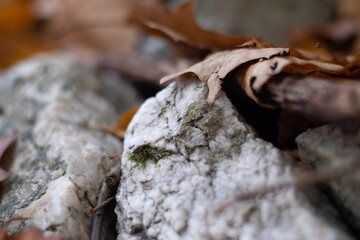 Macro Selective Focus Rocks and Brown Leaves in Autumn on the Forest Floor with Texture
