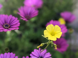 Flores margarita lila