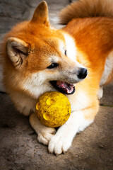 Akita dog play with dirty yellow ball