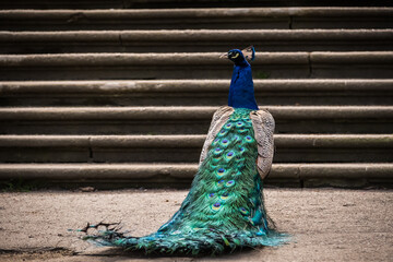 Blue peacock with a long tail near the steps in the park in Prague - 589489407