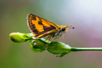 Skippers are a group of butterflies placed in the family Hesperiidae within the order Lepidoptera (moths and butterflies)