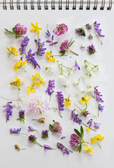 Fresh meadow flowers on a white paper sheet ready for drying