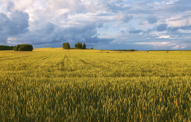 Ripening wheat in a field in a cloudy summer day
