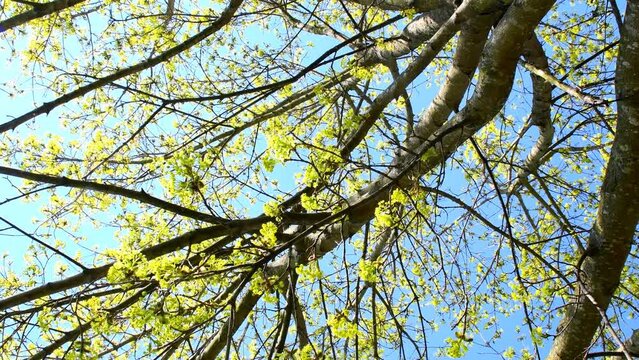 Maple blossom in spring in Germany, zoom in