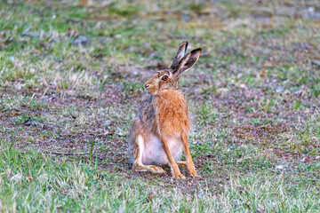 Hase auf einer Wiese.